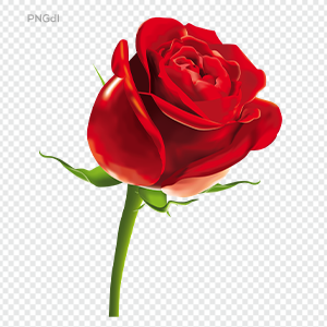 Red Rose Png Image