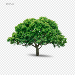 Tree Transparent Png Image