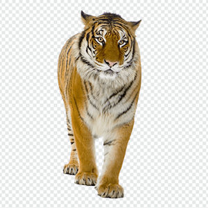 Tiger png picture free download