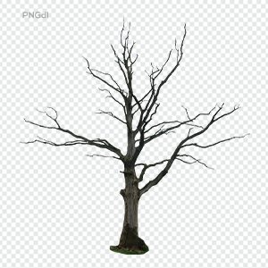 Dead Tree Transparent Png Image