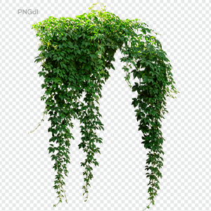 Green Vines Png Image