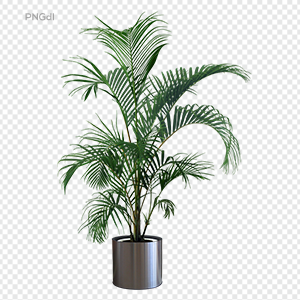 Indoor Plants Free PNG Images